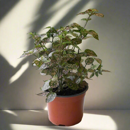 Trio of Large Hypoestes Plants