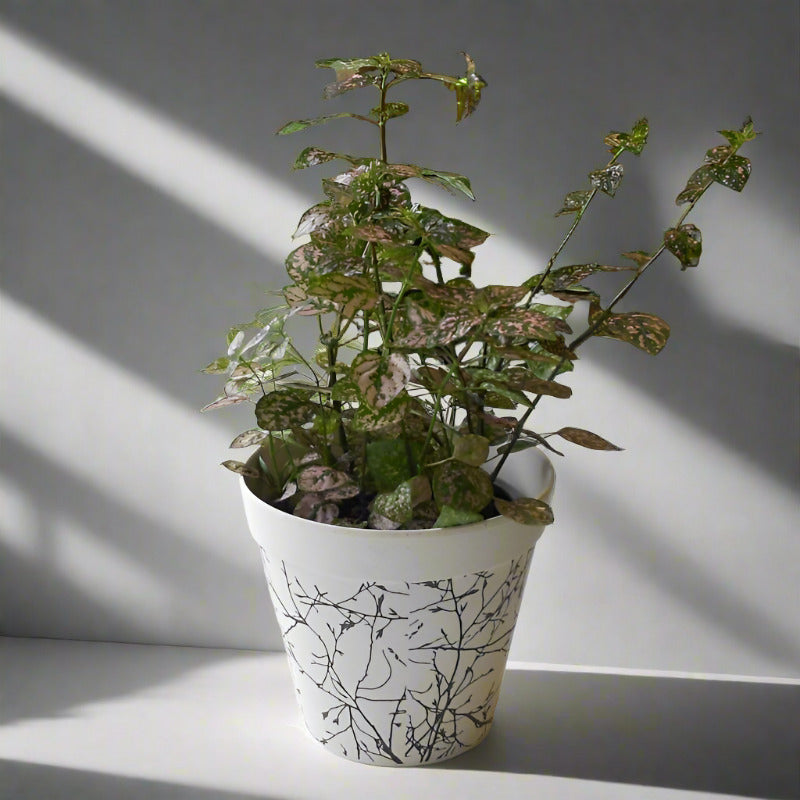 Hypoestes Sanguinolenta Pink (Pink Polka Dot Plant)