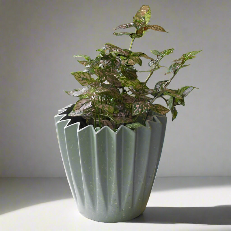 Hypoestes Sanguinolenta Pink (Pink Polka Dot Plant)