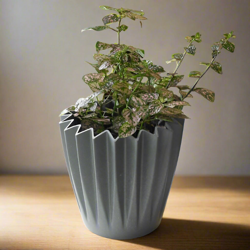 Hypoestes Sanguinolenta Pink (Pink Polka Dot Plant)