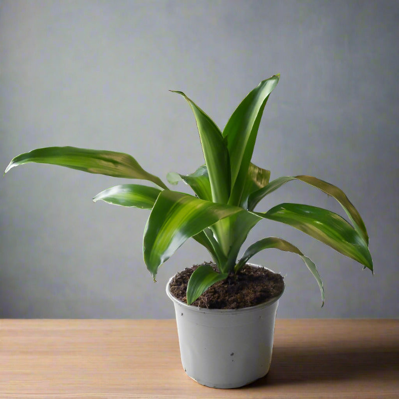 Dracaena Fragrans Massangeana Houseplant (Happy Plant)