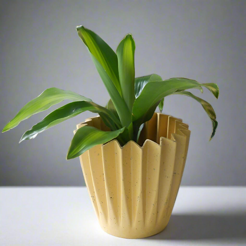 Dracaena Fragrans Massangeana Houseplant (Happy Plant)