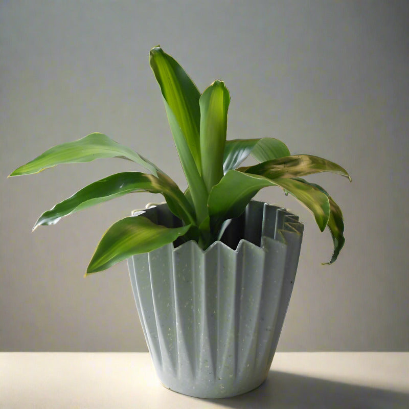 Dracaena Fragrans Massangeana Houseplant (Happy Plant)