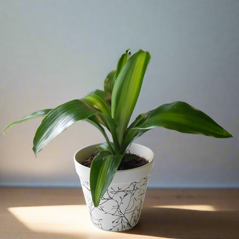 Dracaena Fragrans Massangeana Houseplant (Happy Plant)