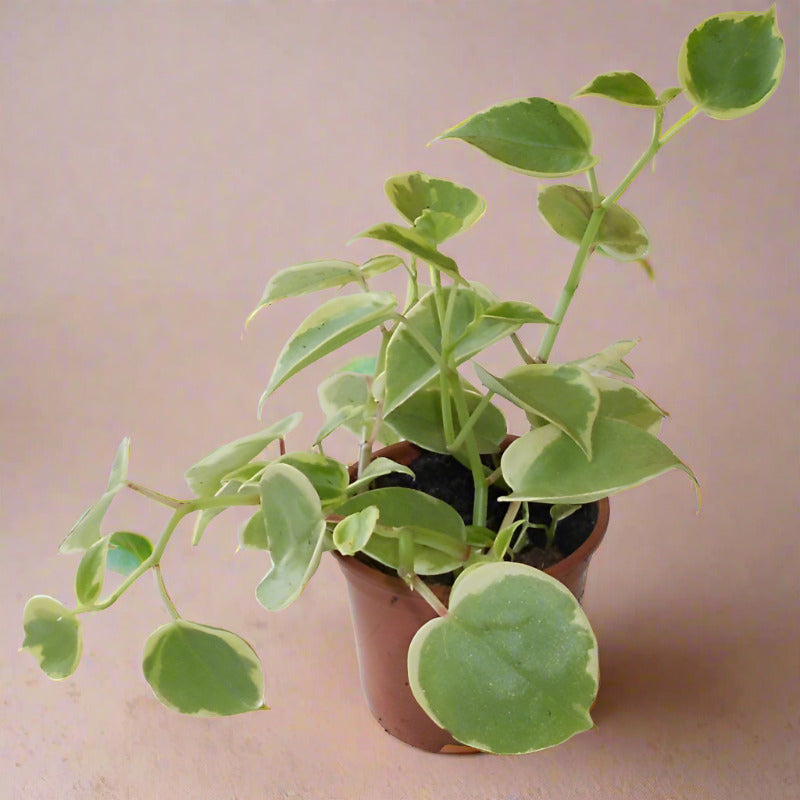 Cupid Peperomia Plant (Peperomia Scandens Variegata)