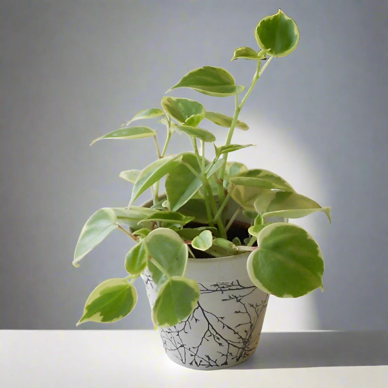 Peperomia Scandens Variegata (Cupid Peperomia Plant)