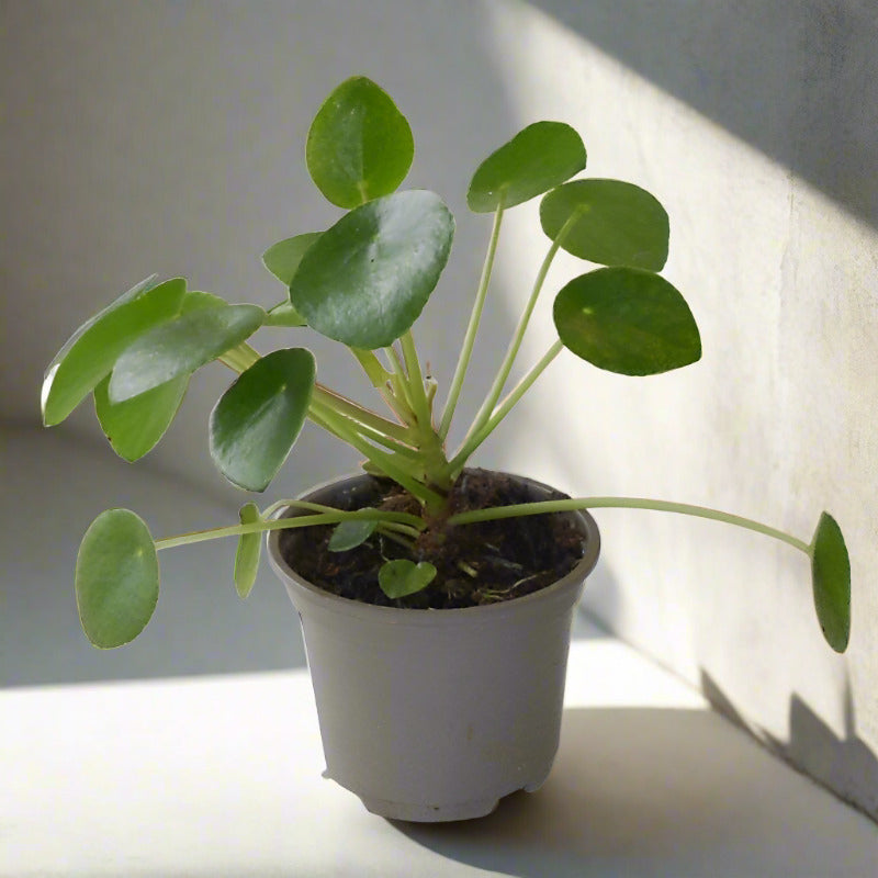 Small Chinese Money Plant (Pilea Peperomioides Houseplant)