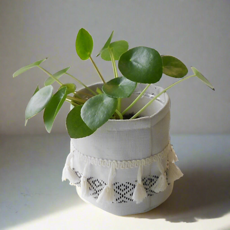 Small Chinese Money Plant (Pilea Peperomioides Houseplant)