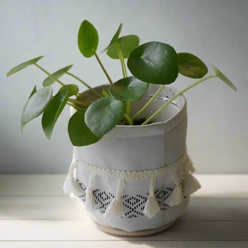 Small Chinese Money Plant (Pilea Peperomioides Houseplant)