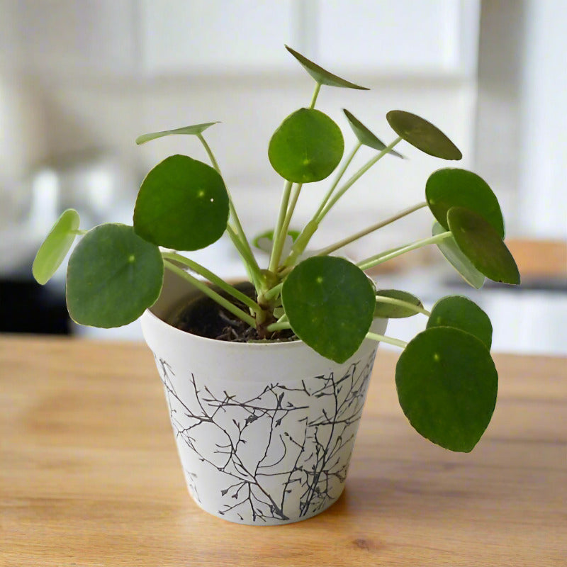 Small Chinese Money Plant (Pilea Peperomioides Houseplant)