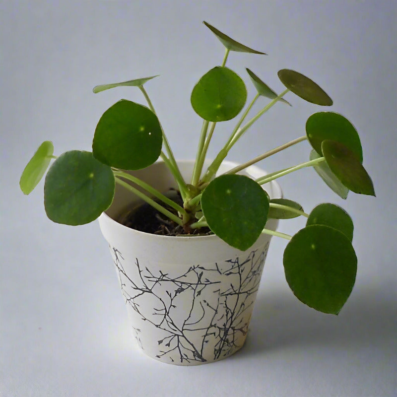 Trio of Good Luck Plants with Pots