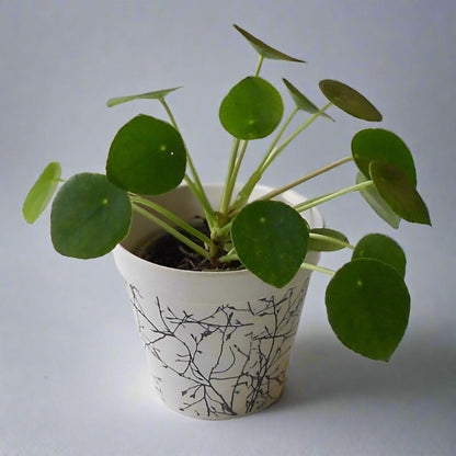 Trio of Good Luck Plants with Pots