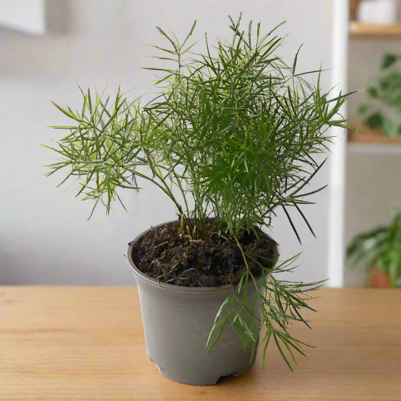 Emerald Feather Fern (Sprengeri Fern Houseplant)