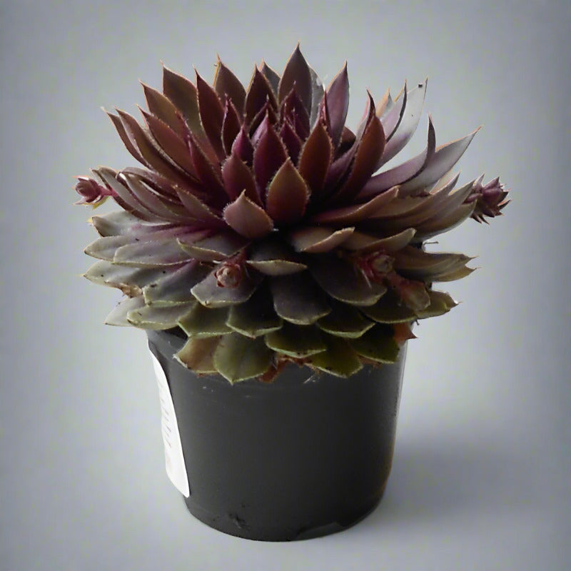 Sempervivum Houseleek Plant (Hens and Chicks)