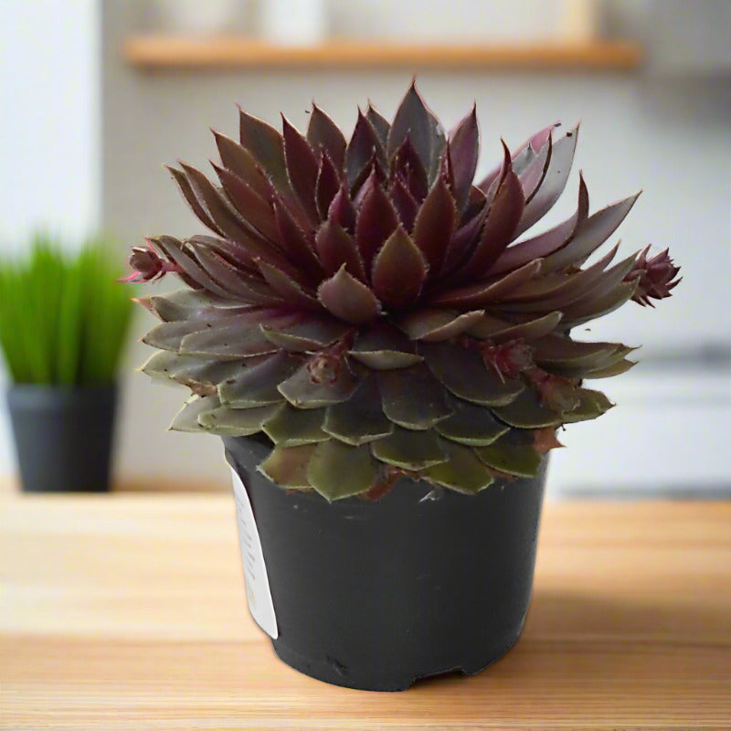 Sempervivum Houseleek Plant (Hens and Chicks)