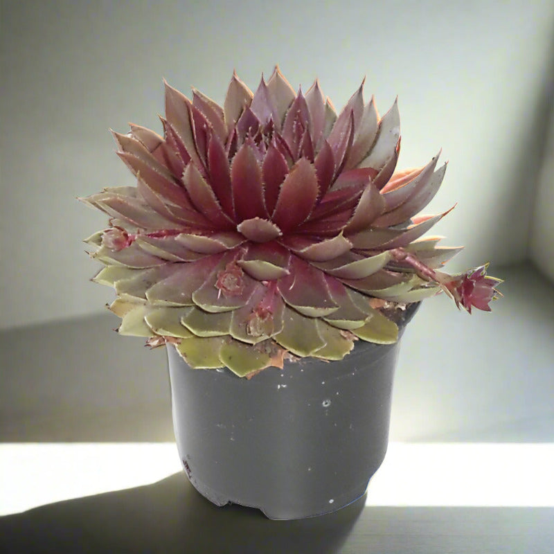 Sempervivum Houseleek Plant (Hens and Chicks)