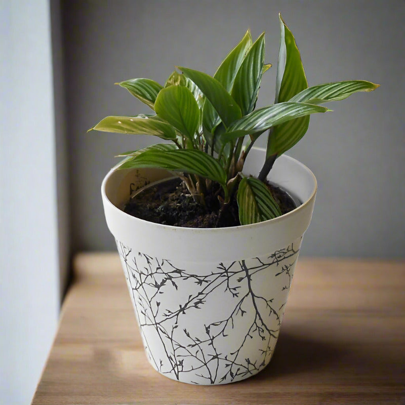 Calathea Vittata Houseplant (Pinstripe Prayer Plant)