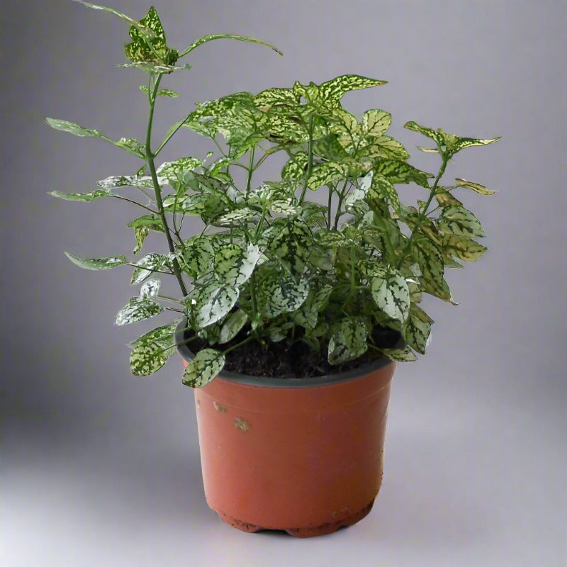 Trio of Large Hypoestes Plants