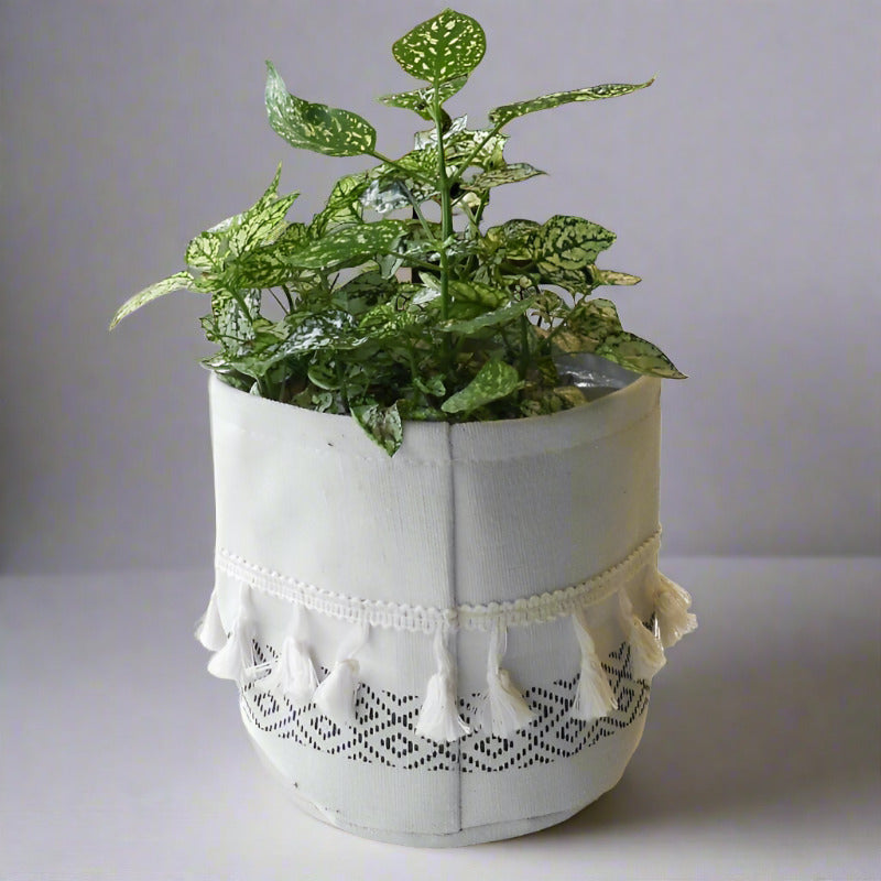 Hypoestes Phyllostachya White (White Polka Dot Plant)