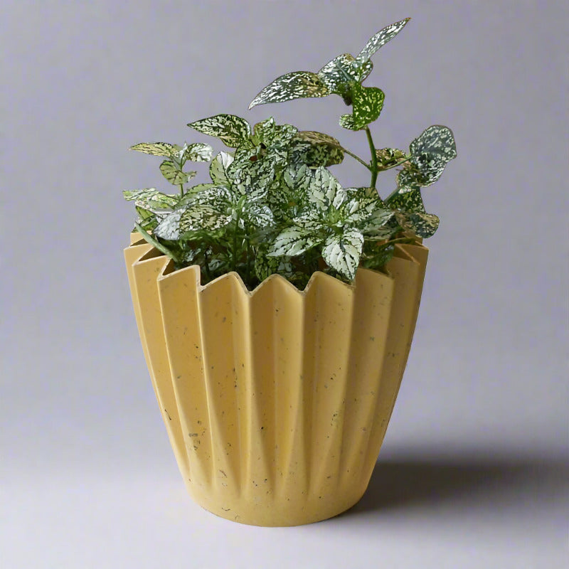 Hypoestes Phyllostachya White (White Polka Dot Plant)