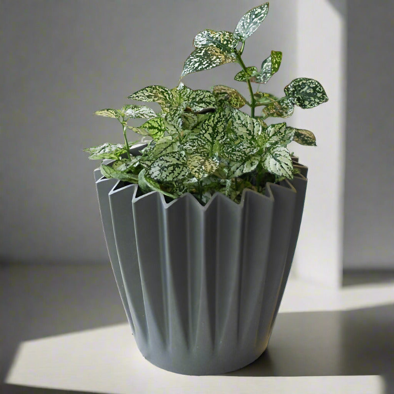 Hypoestes Phyllostachya White (White Polka Dot Plant)