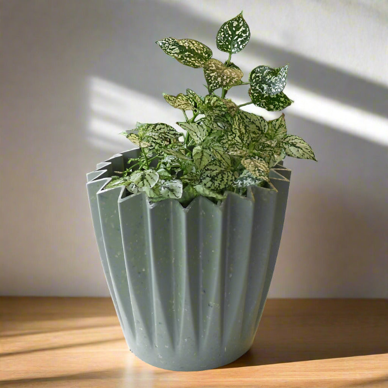 Hypoestes Phyllostachya White (White Polka Dot Plant)