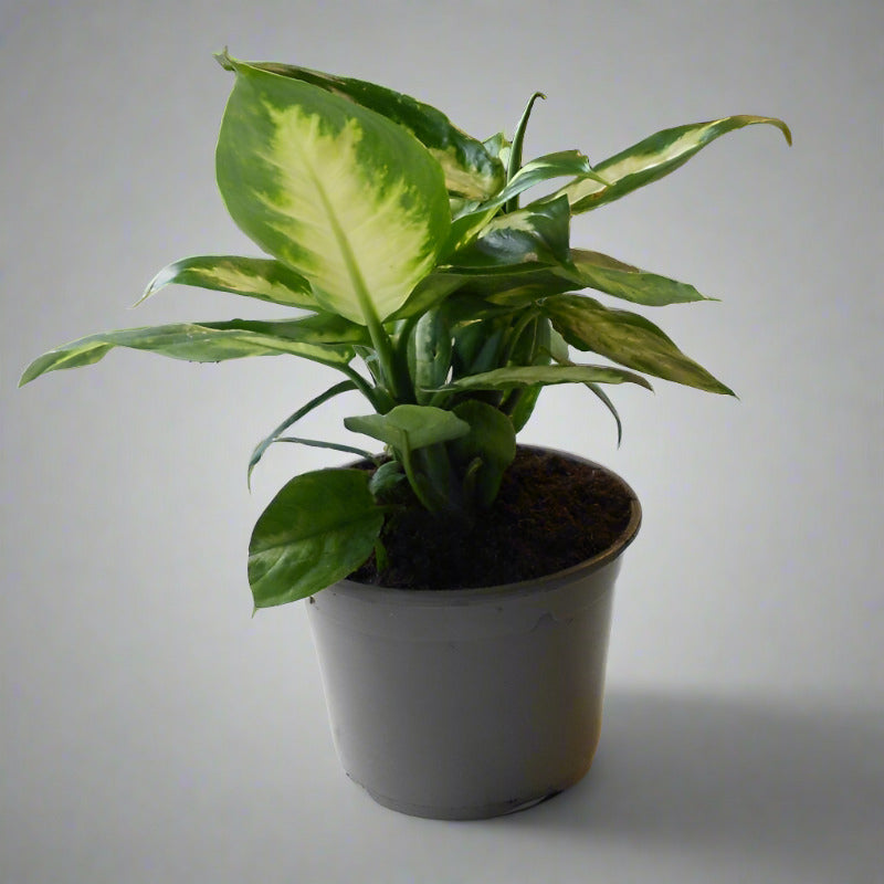 Dieffenbachia Camilla Houseplant (Dumb Cane or Leopard Lily Plant)