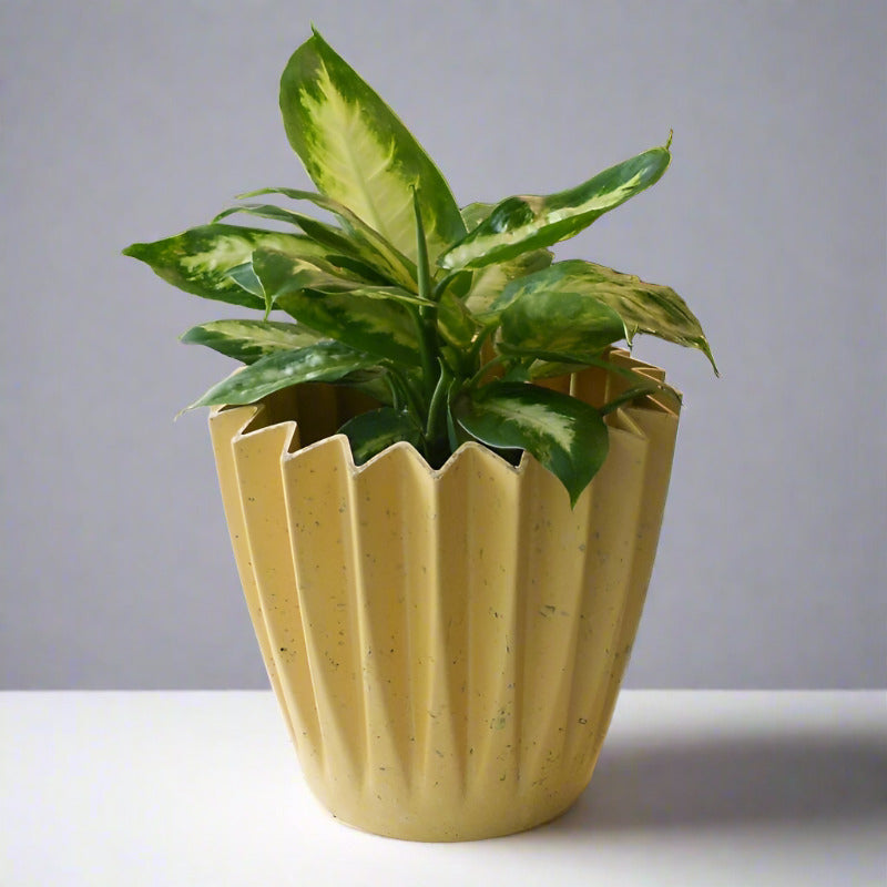 Dieffenbachia Camilla Houseplant (Dumb Cane or Leopard Lily Plant)