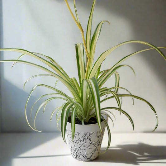 Variegated Spider Plant (Chlorophytum Comosum Variegatum)