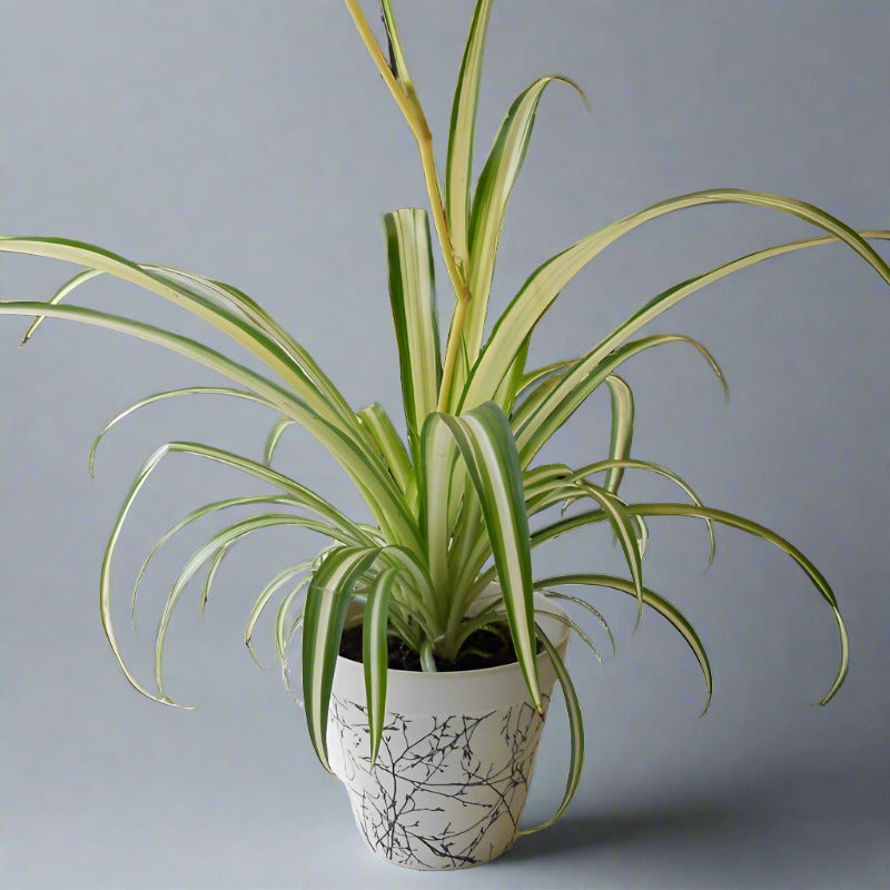 Variegated Spider Plant (Chlorophytum Comosum Variegatum)