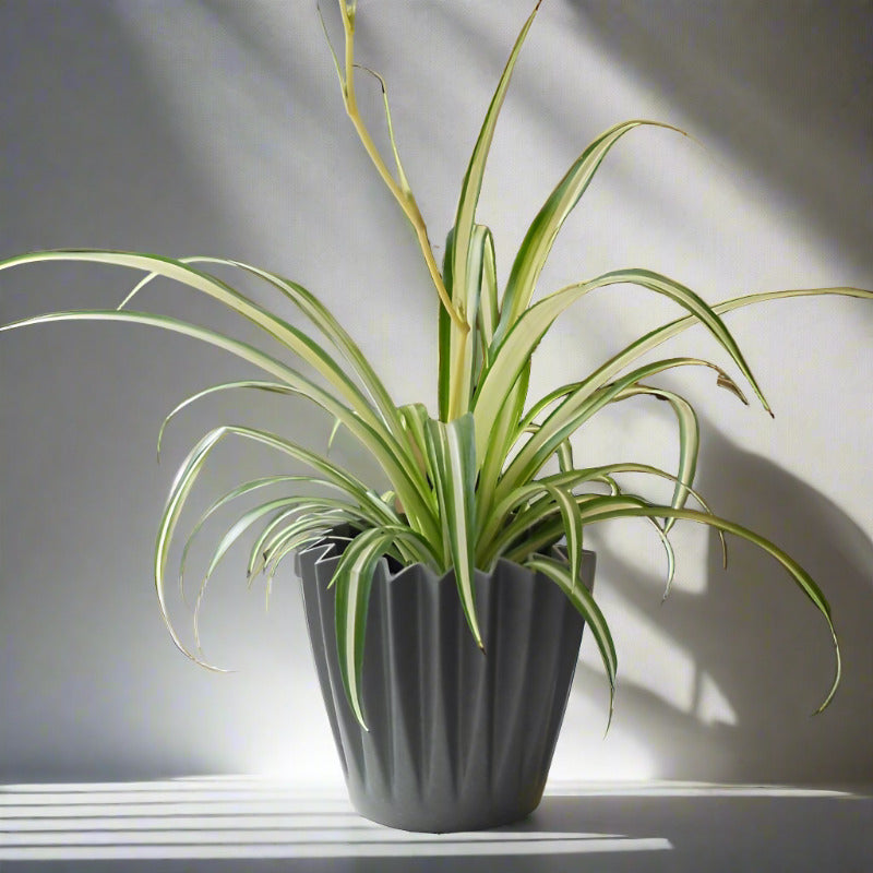 Variegated Spider Plant (Chlorophytum Comosum Variegatum)