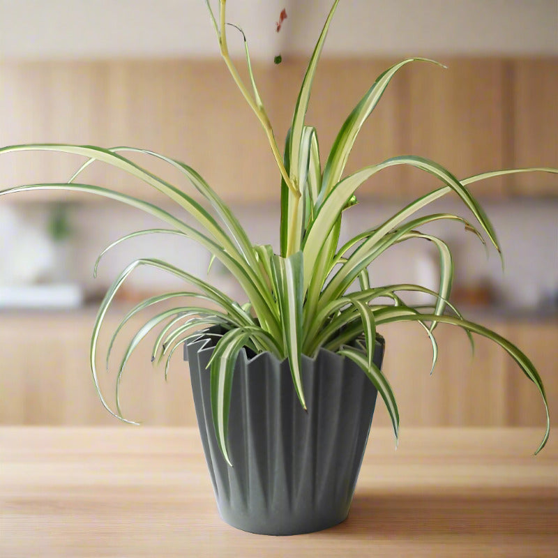 Variegated Spider Plant (Chlorophytum Comosum Variegatum)