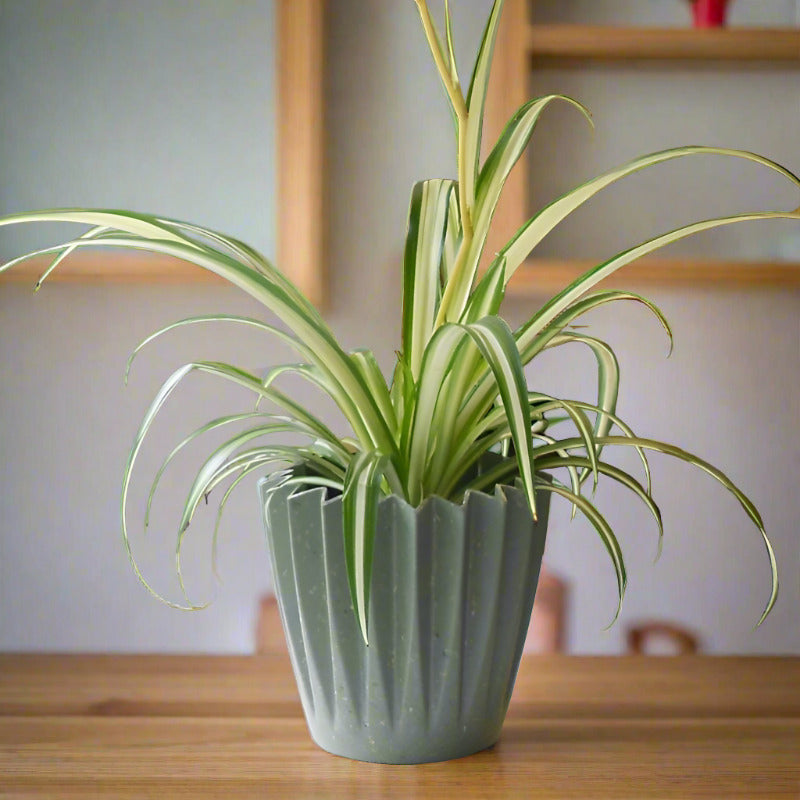 Variegated Spider Plant (Chlorophytum Comosum Variegatum)