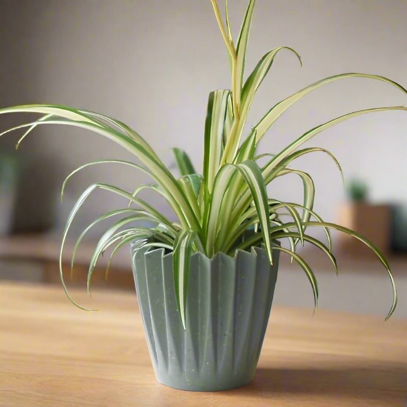 Variegated Spider Plant (Chlorophytum Comosum Variegatum)