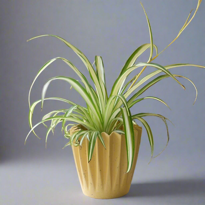 Variegated Spider Plant (Chlorophytum Comosum Variegatum)