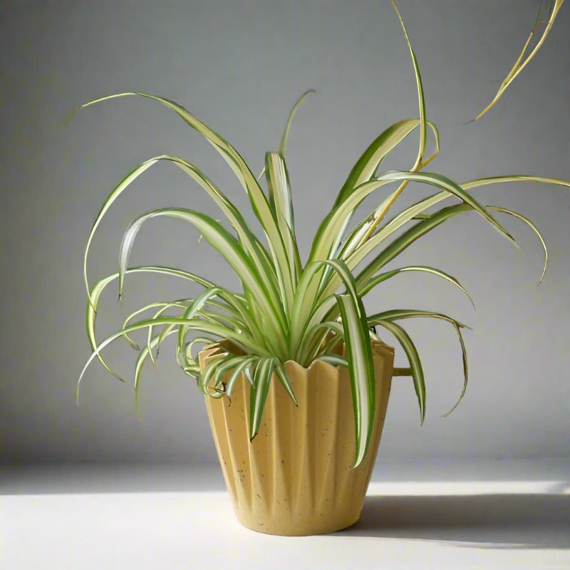 Variegated Spider Plant (Chlorophytum Comosum Variegatum)