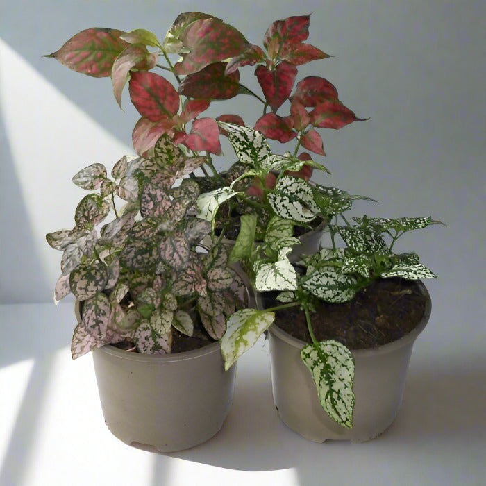 Trio of Small Hypoestes Plants