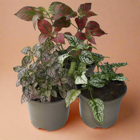 Trio of Small Hypoestes Plants