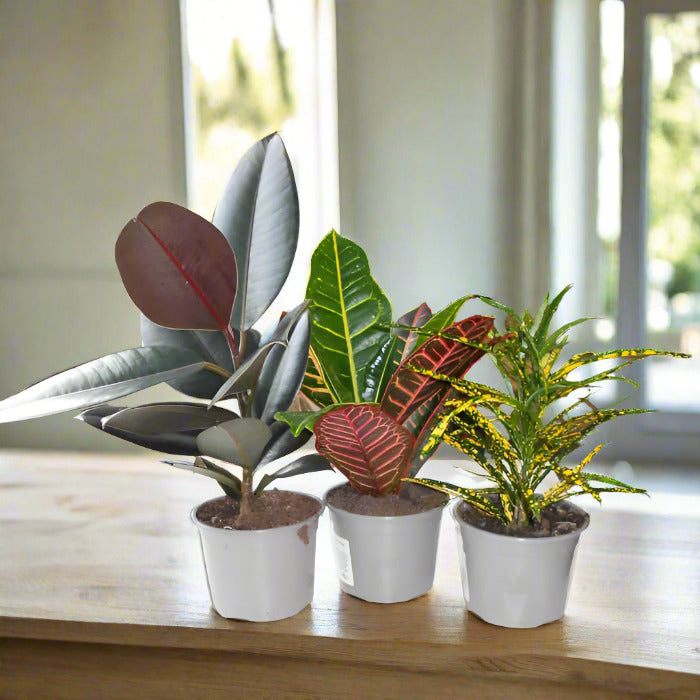 Set of 3 Houseplants that like Direct Sun Delivered