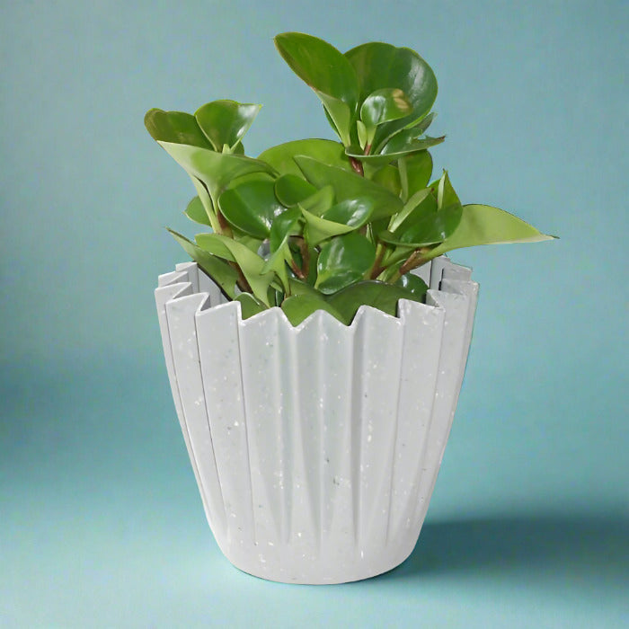 Variegated Peperomia obtusifolia plant in green pot