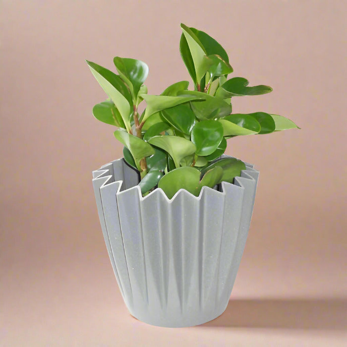 Variegated Peperomia obtusifolia plant in grey pot