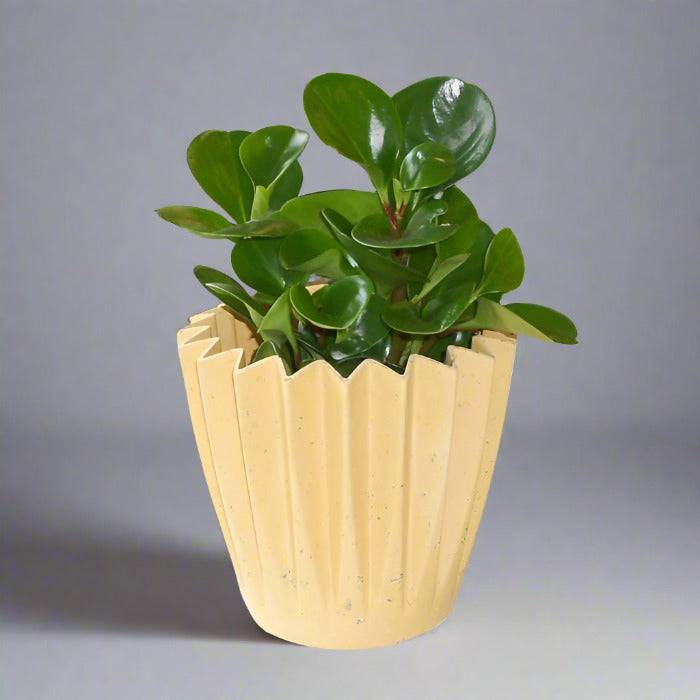 Variegated Peperomia obtusifolia plant in yellow pot