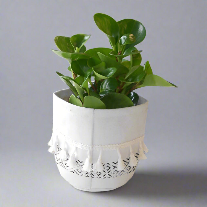 Variegated Peperomia obtusifolia plant in cotton basket