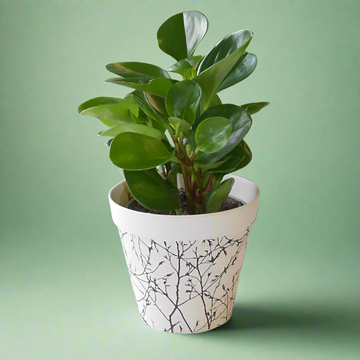 Variegated Peperomia obtusifolia plant in bamboo pot