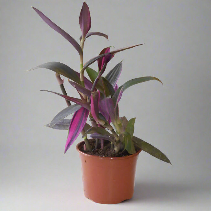 Tradescantia Pallida Pink Stripe House Plant