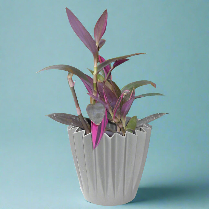 Tradescantia Pallida Pink Stripe House Plant