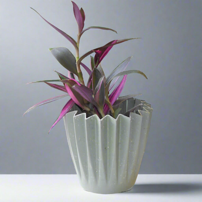 Tradescantia Pallida Pink Stripe House Plant