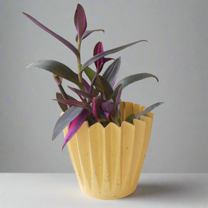 Tradescantia Pallida Pink Stripe House Plant