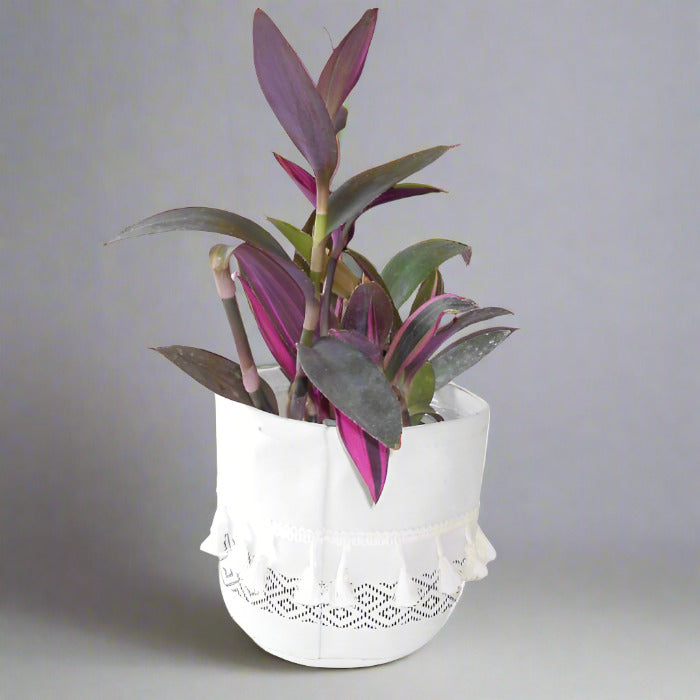 Tradescantia Pallida Pink Stripe House Plant