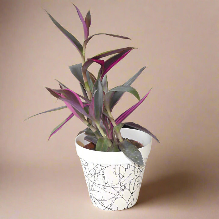 Tradescantia Pallida Pink Stripe House Plant